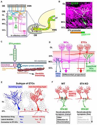 LRR-Containing Oncofetal Trophoblast Glycoprotein 5T4 Shapes Neural Circuits in Olfactory and Visual Systems